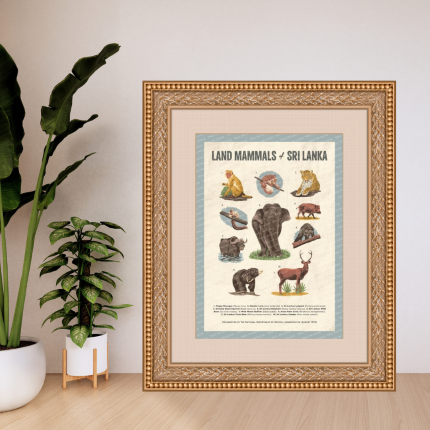 Land Mammals of Sri Lanka Poster