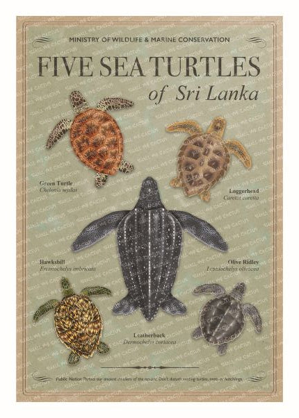 Sea Turtles of Sri Lanka Poster
